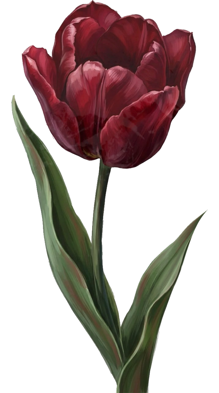 tulip left